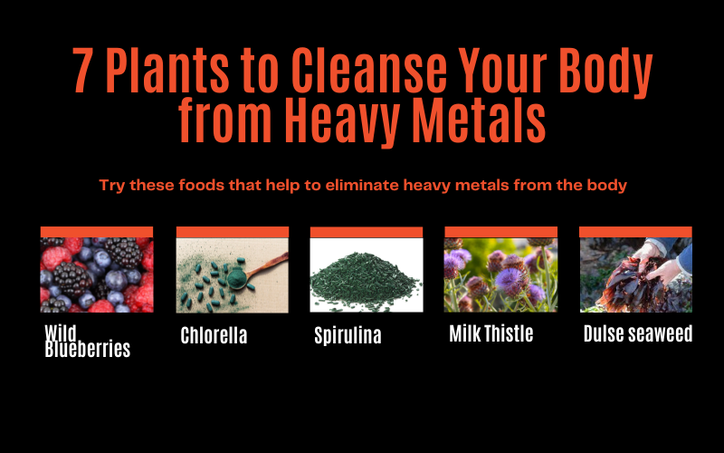 Starting Your Heavy Metal Detox What to Eat